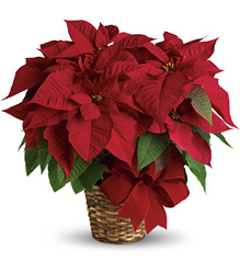 Red Poinsettia from Nate's Flowers in Casper, WY